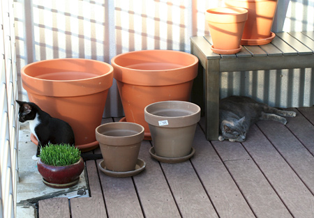 Our Soon to Be Garden