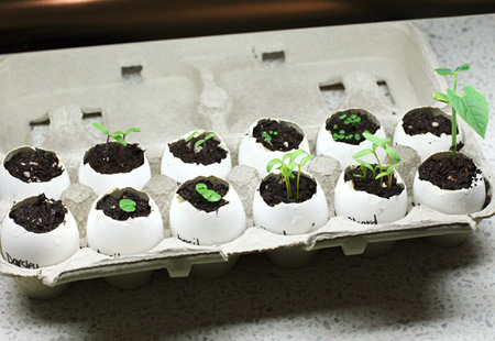 Seedlings