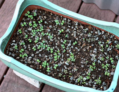 Baby Lettuces and Arugula