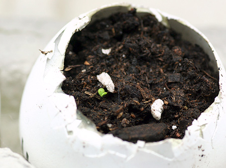 First Sprout of Thyme