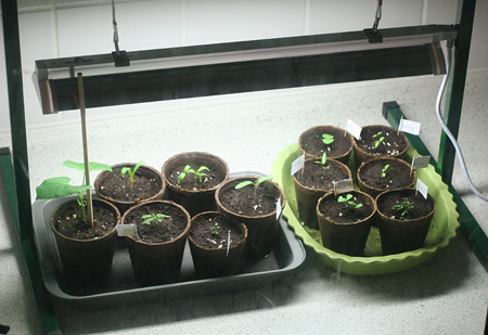 Seedlings Transplanted into Bigger Pots