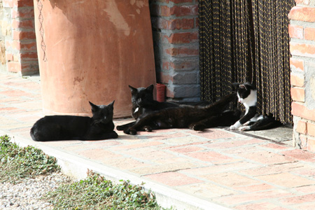 Happy Cats in Italy