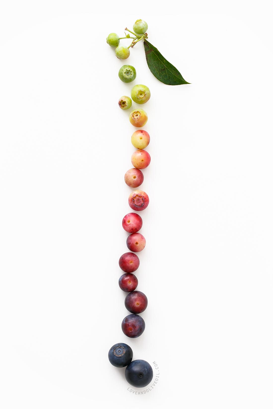 Gradient of blueberries with the green unripe berries at the top and fully ripe blue berries at the bottom.