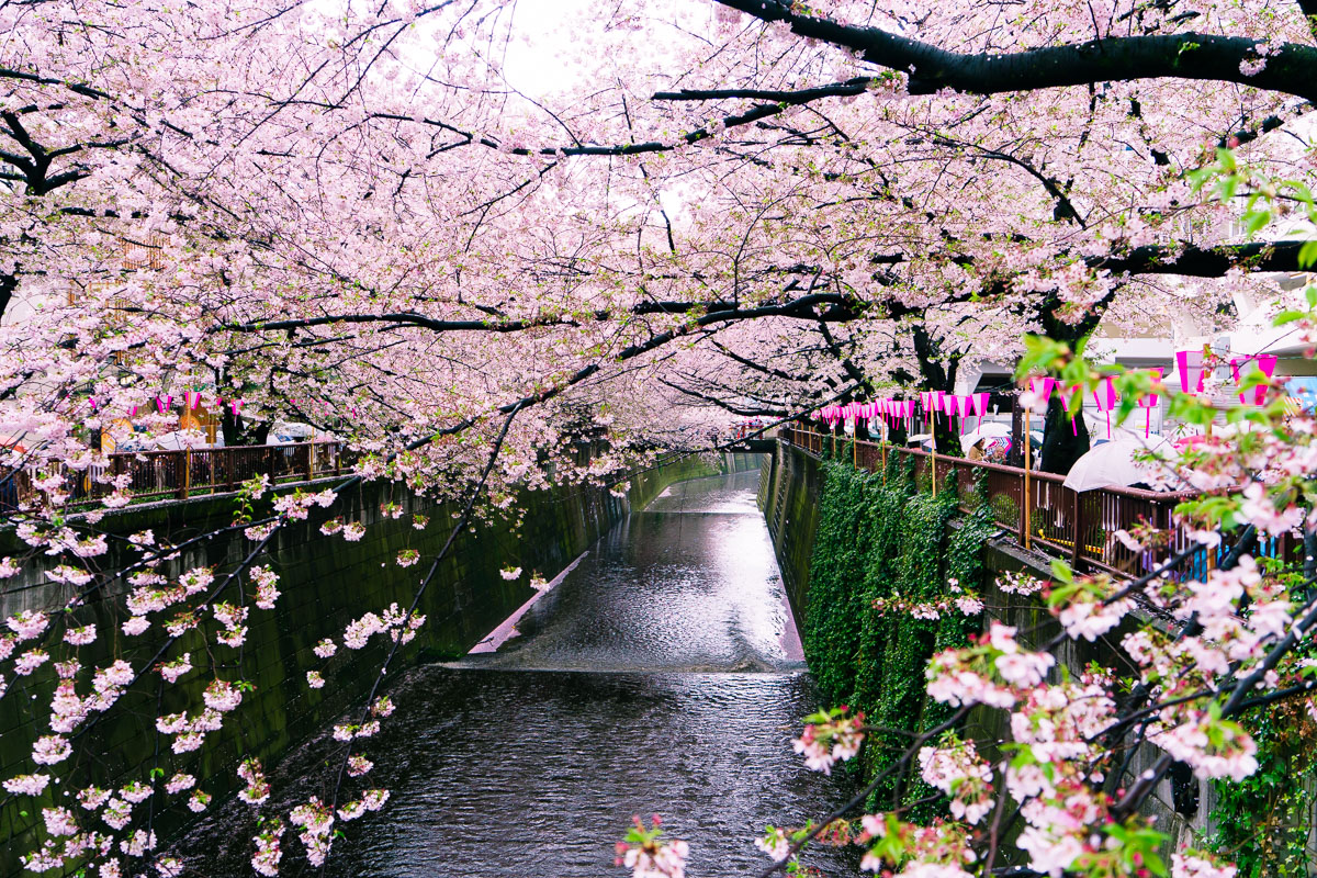 Japan, Part I: Tokyo – Sushi, Soft Serve, and Cat Cafes